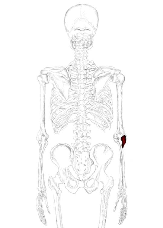 Anconeus muscle