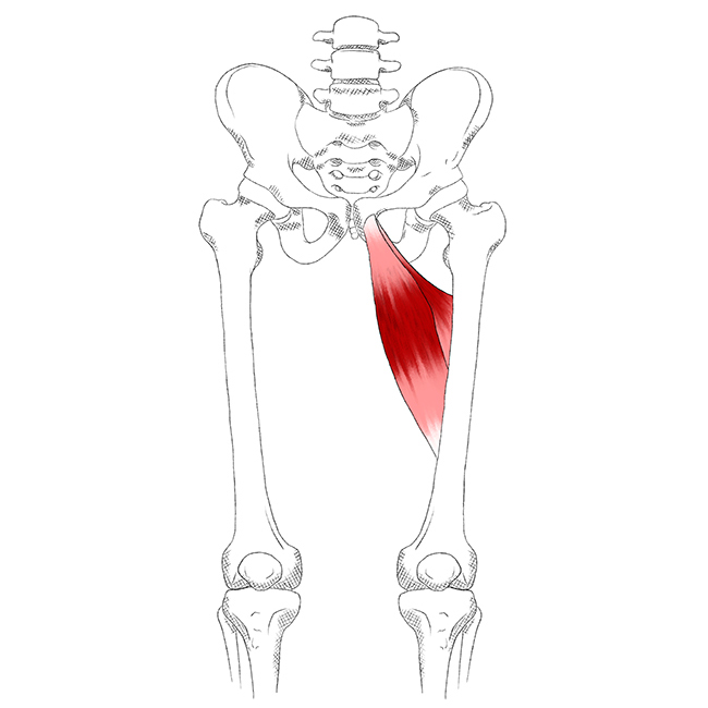 Adductors – Pain & Trigger Points