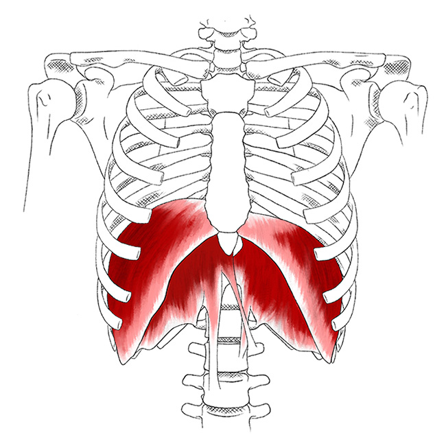 Diaphragm – Pain & Trigger Points