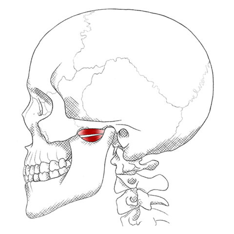 Lateral pterygoid – Pain & Trigger Points