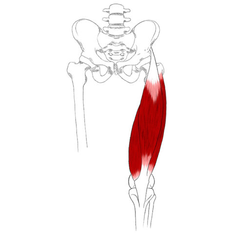 Quadriceps Femoris – Pain & Trigger Points