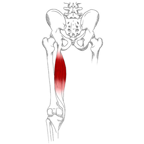 Hamstrings – Pain & Trigger Points