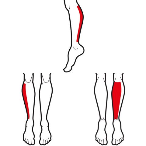 Trigger Point eBook: Lower Leg, Ankle, Heel & Foot