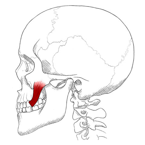 Zygomaticus Major – Pain & Trigger Points