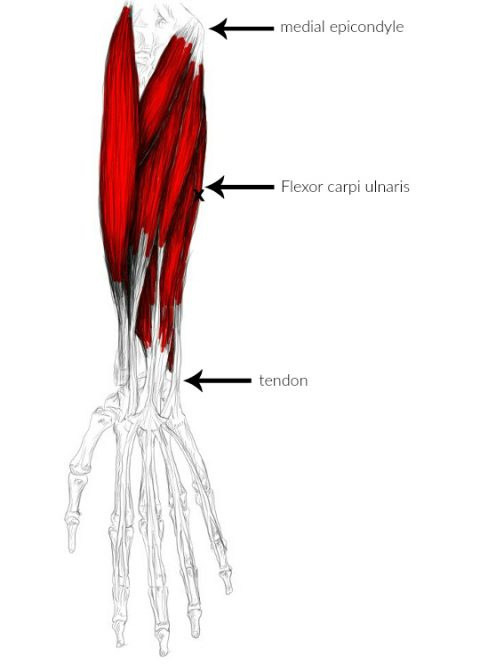 Flexor Carpi Ulnaris / The Flexor Carpi Ulnaris As The Pronator Teres ...